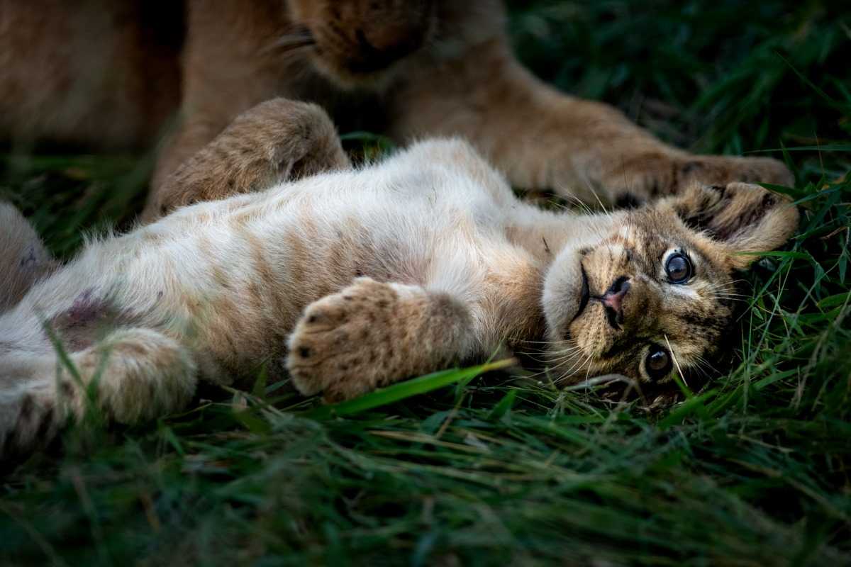 Singita baby tiger