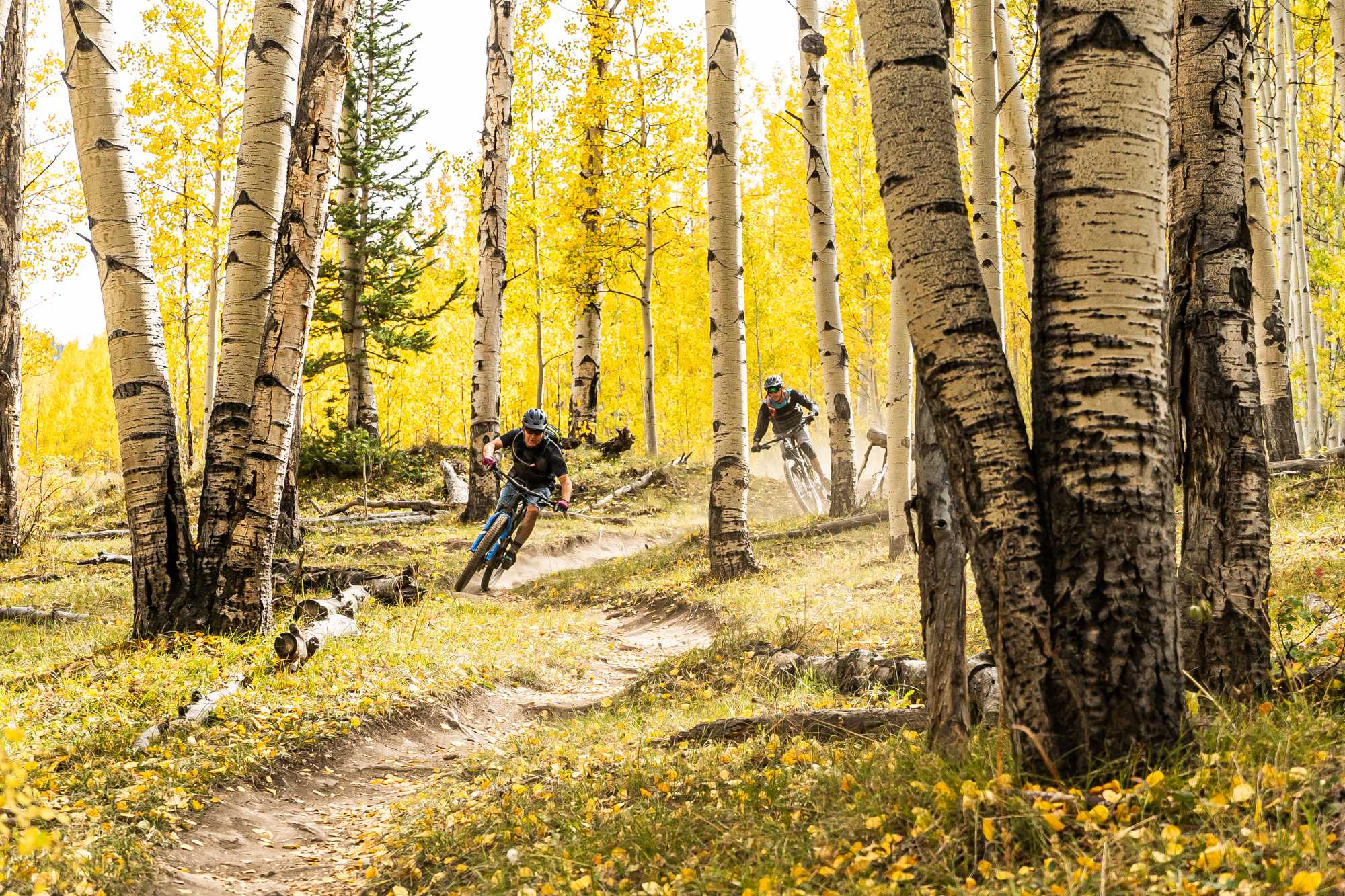 Mountain bikers riding through yellow fall foliage